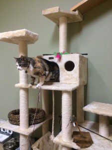 Cat perch